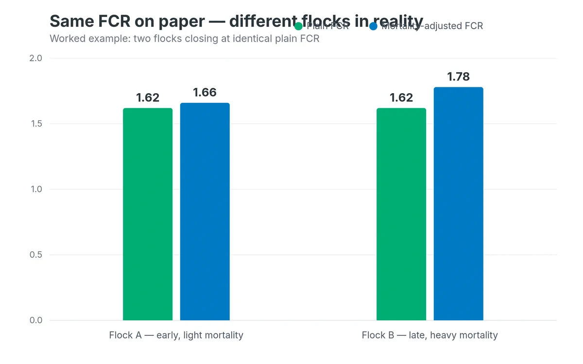 Two flocks with identical plain FCR but different mortality-adjusted FCR